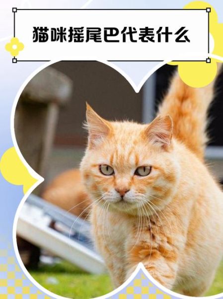猫咪摇尾巴是什么意思_猫咪耳朵向后贴代表什么