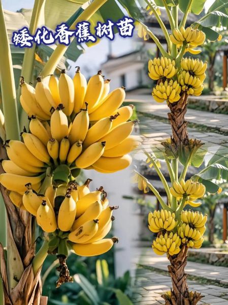 香蕉手机网怎么样_香蕉手机网靠谱吗