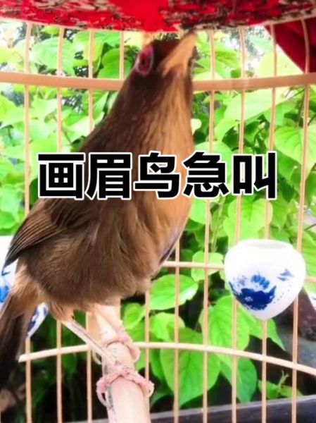 画眉鸟叫声像什么_如何训练画眉鸟开口叫