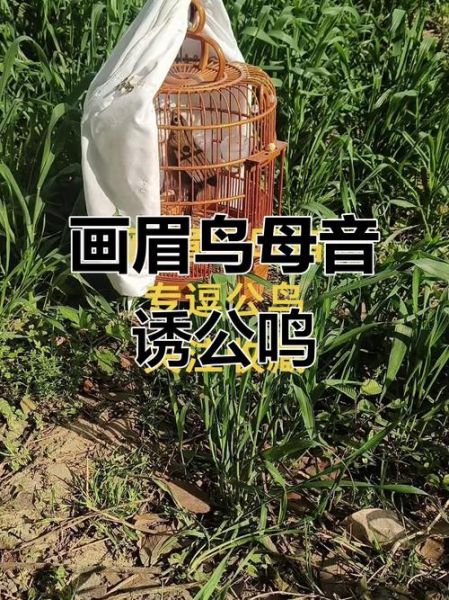画眉鸟叫声像什么_如何训练画眉鸟开口叫