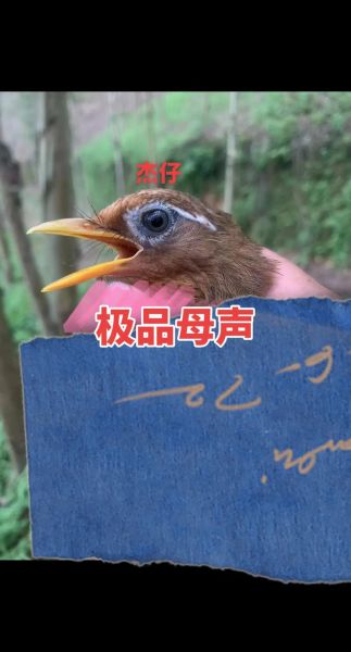 画眉鸟叫声像什么_如何训练画眉鸟开口叫