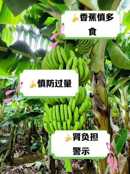 香蕉的功效与作用_香蕉吃多了会胖吗