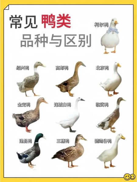 鸭子为什么嘎嘎叫_鸭子怎么分辨公母