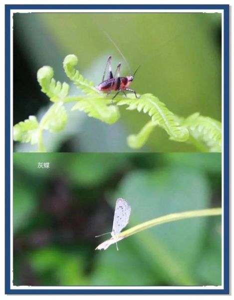 虫鸣为什么夜晚最响亮_如何录制清晰虫鸣声