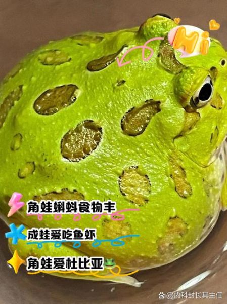 青蛙怎么养_青蛙吃什么食物