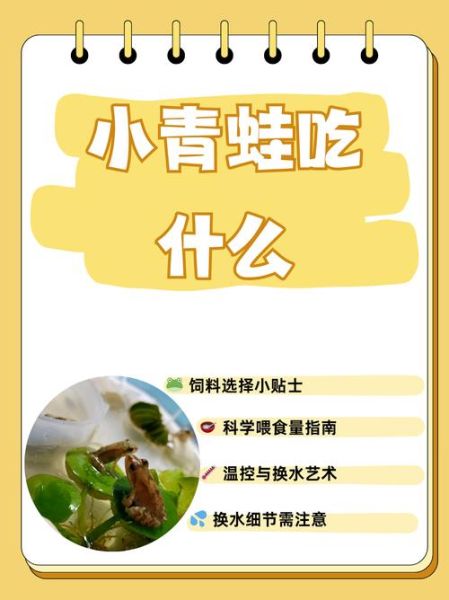 青蛙怎么养_青蛙吃什么食物