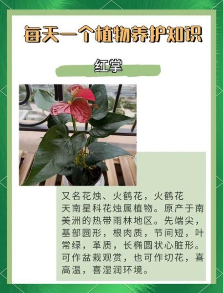 长势茂盛的植物怎么养_长势茂盛的秘诀是什么