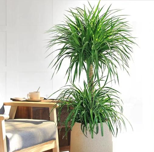 长势茂盛的植物怎么养_长势茂盛的秘诀是什么