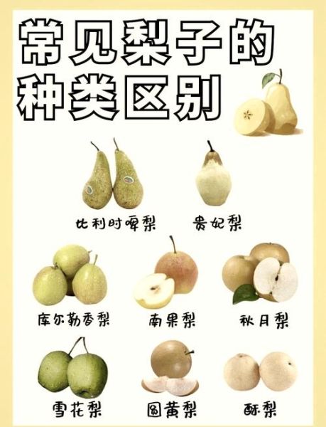 梨子怎么挑选_梨子有哪些品种
