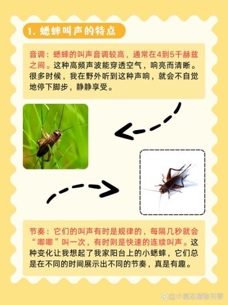 虫子叫声怎么形容_描写昆虫声音的词语有哪些