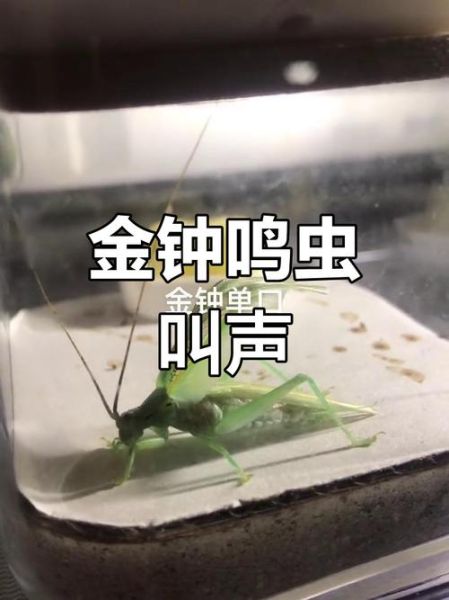 虫子叫声怎么形容_描写昆虫声音的词语有哪些