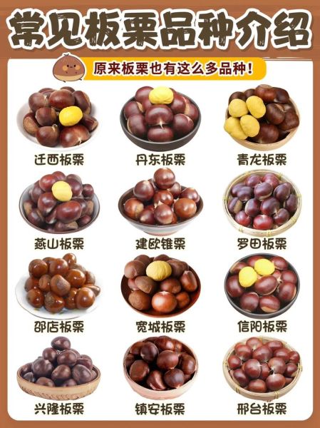 栗子是词语吗_栗子算不算词语