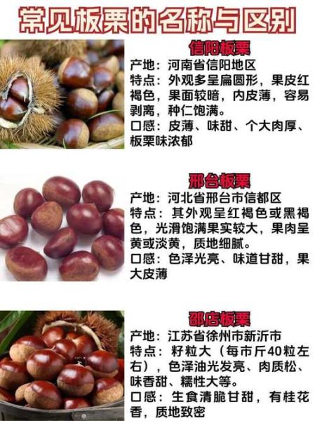 栗子是词语吗_栗子算不算词语