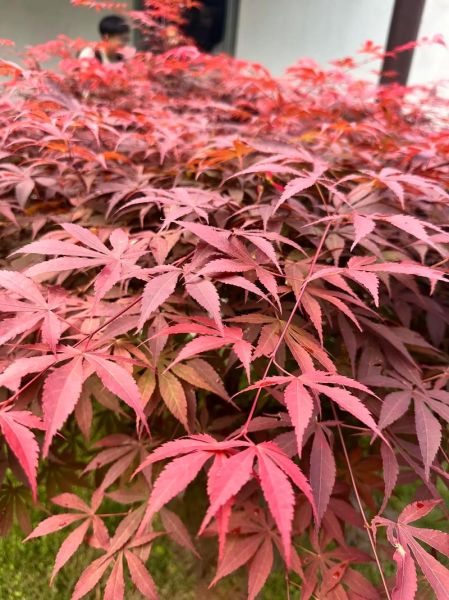 霜叶是什么植物_霜叶是词语吗