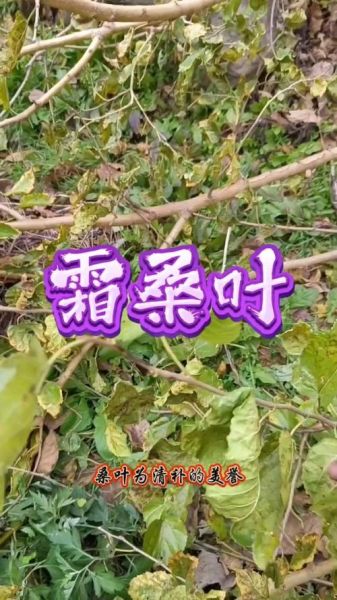 霜叶是什么植物_霜叶是词语吗
