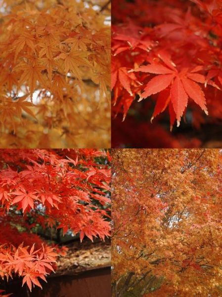 霜叶是什么植物_霜叶是词语吗