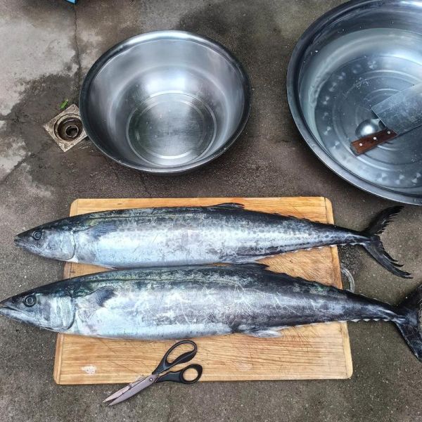 鲅鱼饺子馅怎么做_鲅鱼饺子馅为什么腥