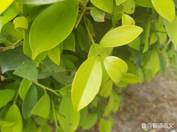 绿色三字词语有哪些_如何描写绿色意境