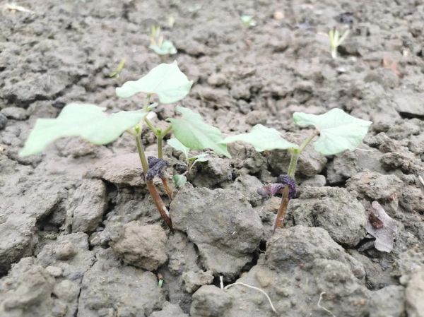 老是生机是什么意思_老是生机怎么解释