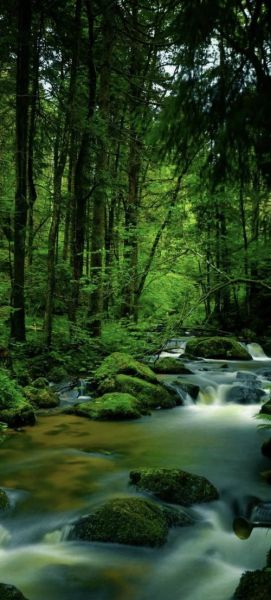 绿色景色的词语有哪些_如何描写绿色景色