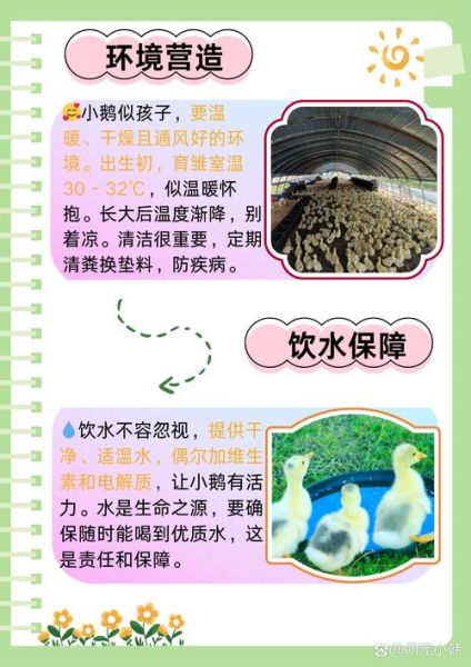 鸭鹅哪个更适合家庭养殖_鸭鹅混养注意事项