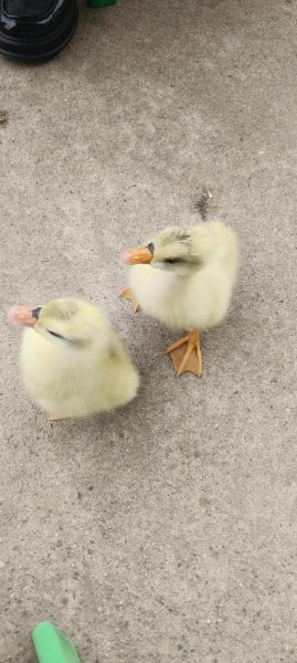 鸭鹅哪个更适合家庭养殖_鸭鹅混养注意事项