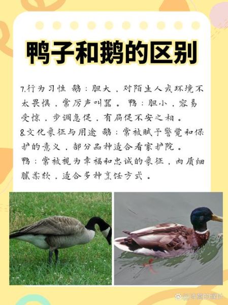 鸭鹅哪个更适合家庭养殖_鸭鹅混养注意事项