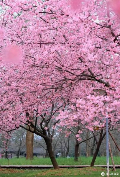 春季赏花去哪里_花卉摄影技巧有哪些
