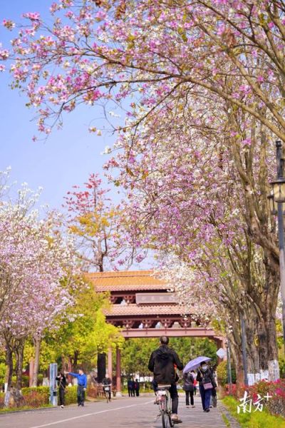 春季赏花去哪里_花卉摄影技巧有哪些