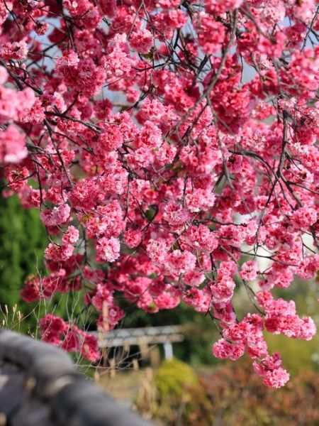 春季赏花去哪里_花卉摄影技巧有哪些