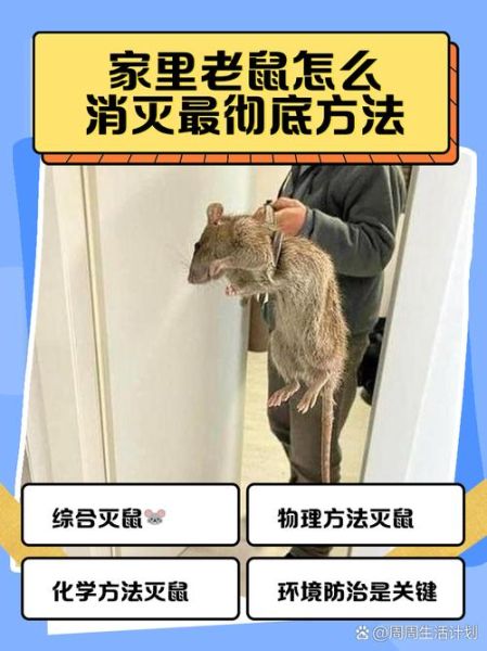 老鼠怎么彻底消灭_家里出现老鼠怎么办