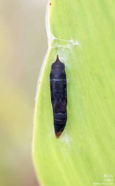 秋虫的叫声有哪些_秋虫为什么晚上叫