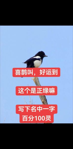 喜鹊报喜的寓意是什么_喜鹊叫声代表什么