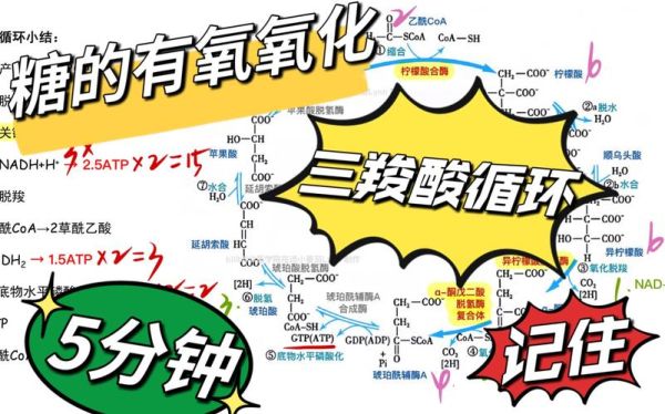 糖加成反应机理_糖加成产物有哪些