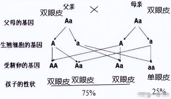 父女像不像怎么看_父女像的遗传规律