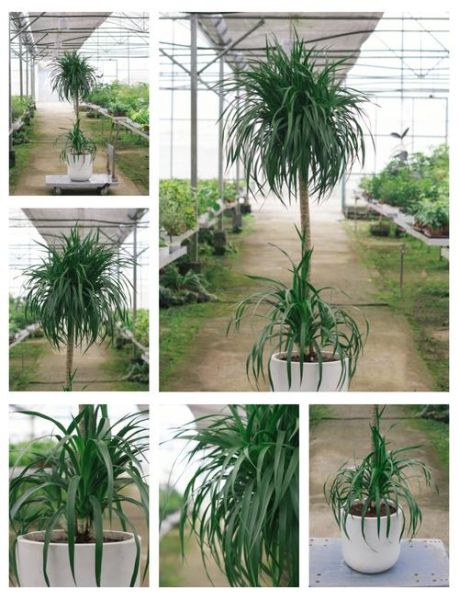 长得茂盛的植物有哪些_如何让绿植长得茂盛