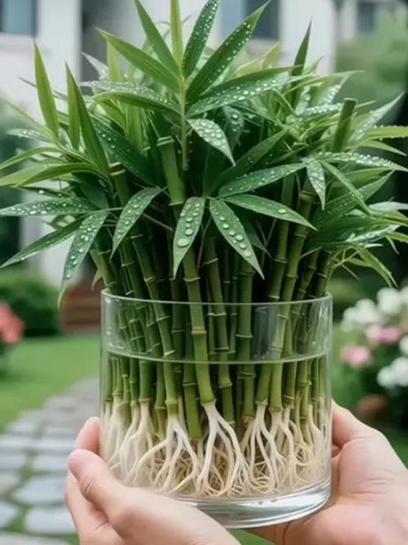 长得茂盛的植物有哪些_如何让绿植长得茂盛