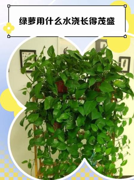 长得茂盛的植物有哪些_如何让绿植长得茂盛