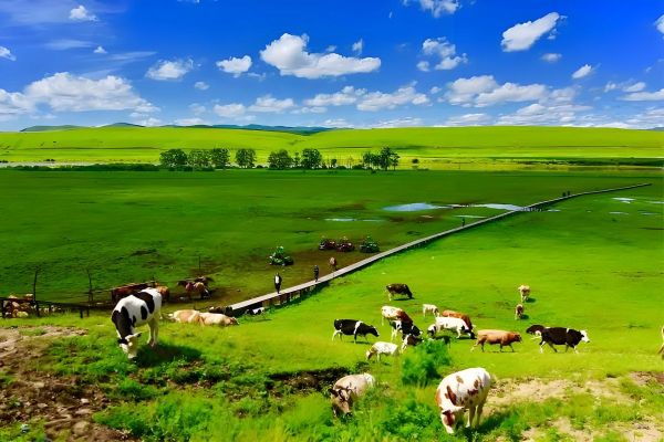 中国最美草原在哪里_草原风景特点有哪些