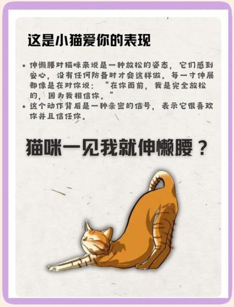 猫咪为什么总是伸懒腰_猫咪伸懒腰代表什么