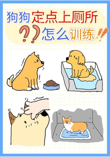 小狗怎么训练定点大小便_新手养小狗要注意什么