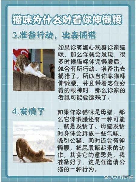 猫咪为什么总是伸懒腰_猫咪伸懒腰代表什么