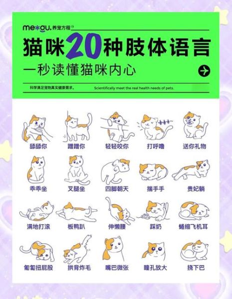 猫咪为什么总是伸懒腰_猫咪伸懒腰代表什么
