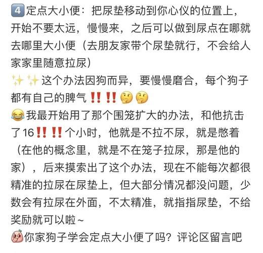 小狗怎么训练定点大小便_新手养小狗要注意什么