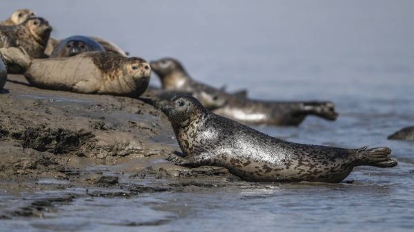 海豹怎么读_海豹生活在哪里