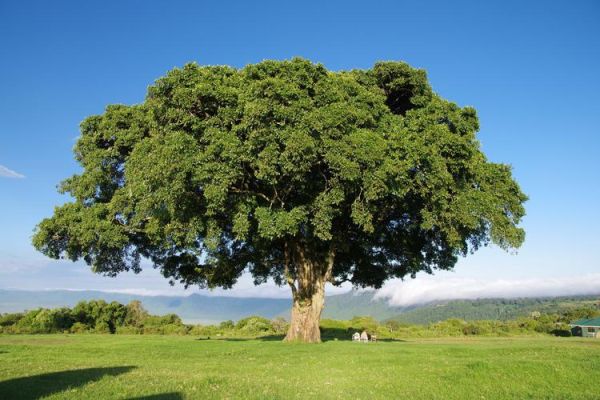 大树成荫是什么意思_大树成荫的寓意和象征