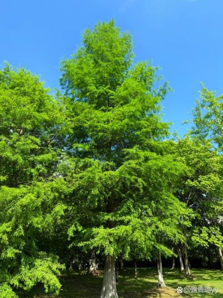 大树成荫是什么意思_大树成荫的寓意和象征