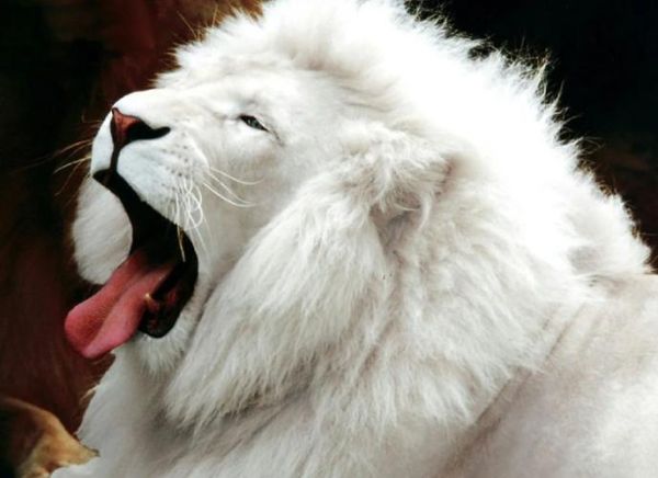 狮子有哪些特点_狮子象征什么意义