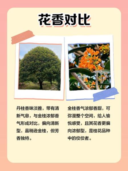 丹桂的花语是什么_丹桂与金桂区别