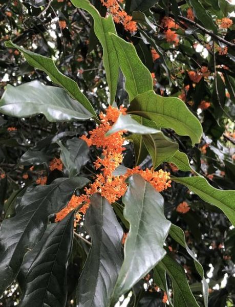 丹桂的花语是什么_丹桂与金桂区别